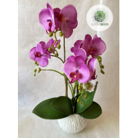 Cserepes orchidea lila 50cm