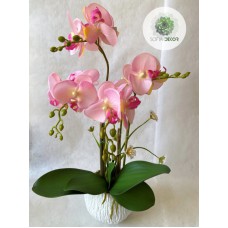 Cserepes orchidea rózsaszín 50cm