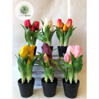 Cserepes tulipán 