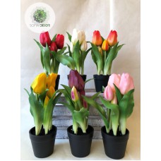 Cserepes tulipán 