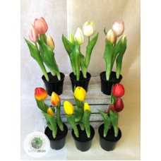 Cserepes tulipán 3virágos 25cm 