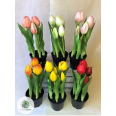 Cserepes tulipán 5virágos 25cm