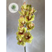 Cymbidium orchidea 90cm (TÖBB SZÍNBEN!)