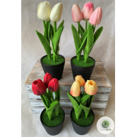 Cserepes tulipán 22cm (TÖBB SZÍNBEN!)