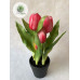 Cserepes tulipán 22cm