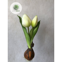 Hagymás tulipán 20cm