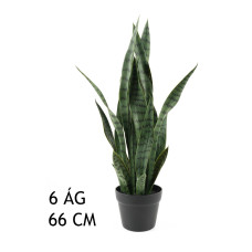 Sansevieria cserépben 66cm