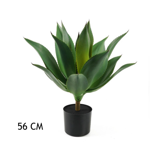 Agave cserépben 56cm