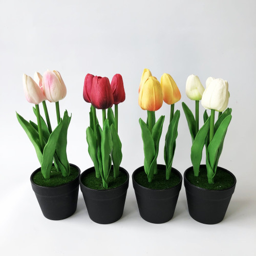 Cserepes tulipán 22cm (TÖBB SZÍNBEN!)