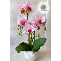 Cserepes orchidea fehér-rózsaszín 50cm