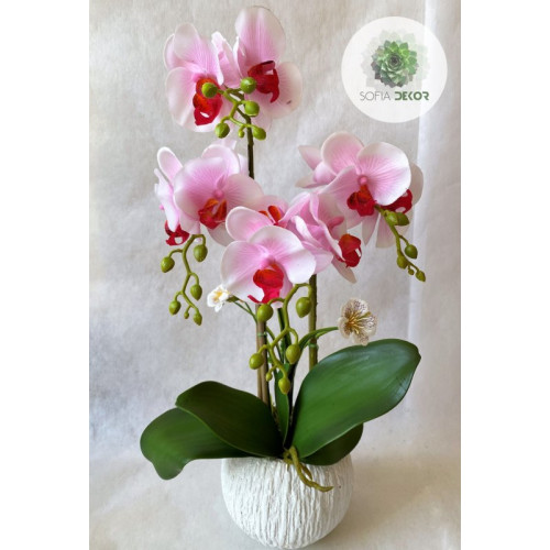 Cserepes orchidea fehér-rózsaszín 50cm