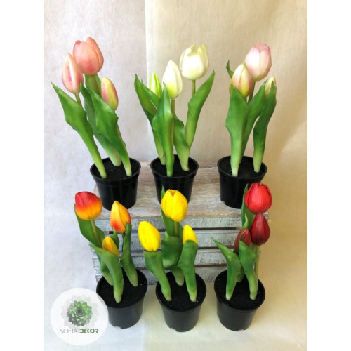 Cserepes tulipán 3virágos 25cm 