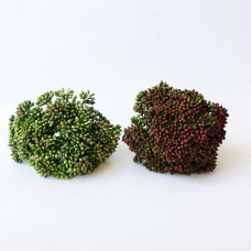 Sedum 11cm (TÖBB SZÍNBEN!)