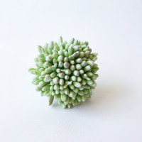 Sedum 8,5cm hamvas