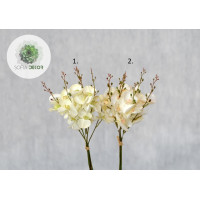 Orchidea kötegelt csokor x6  (CSOMAG ÁR!)