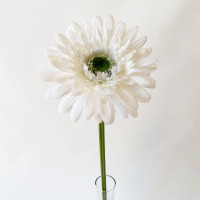 Gerbera szálas 50cm