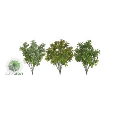 Buxus bokor x7 