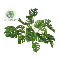 Monstera bokor 50cm