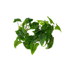 Philodendron futó foltos 120cm 