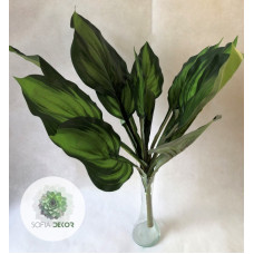 Dieffenbachia bokor x14 